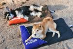 Dog Helios Â® 'Expedition' Sporty Travel Camping Pillow Dog Bed